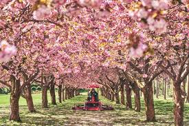 The botanical garden at the cincinnati zoo & botanical garden includes a butterfly garden with a variety of plants, a green roof on the giraffe building, and an endangered species garden, devoted. At New York S Museums Of Plants The Art Is Blooming Lonely The New York Times