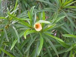 Image result for Cascabela thevetia