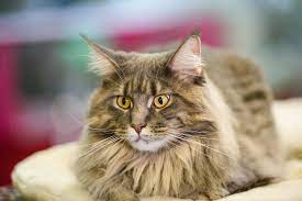 While cats are very common in households around the world, you may find that there is still a lot that we don't know about them! Could Probiotics Benefit Cats