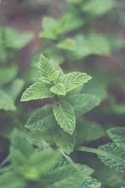Green Mint Leaves Leaf Photography Plant Photography Herb Photography