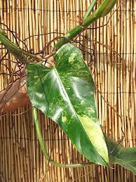 Philodendron Domesticum Variegatum Plant In 2x2x7 Pot Plants Philodendron Plant Leaves