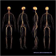 Bryan Brandenburg Official Human Brain Brain Anatomy Nerve Anatomy Anatomy Art
