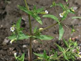 Image result for Hippocratea graciliflora