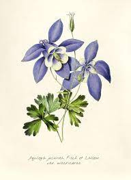 Download Premium Illustration Of Antique Illustration Of Aquilegia Jucunda Antique Illustration Vintage Illustration Art Antique Botanical Print