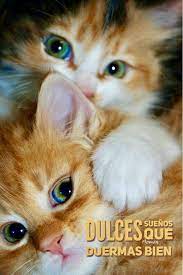 Buenas Noches Sevimli Hayvan Yavrulari Komik Hayvan Videolari Komik Hayvan