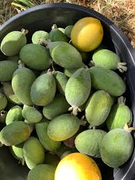 Image result for Kotschya strobilantha