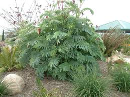 Image result for Melianthus major