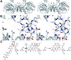 Kemudian lanjut kepada sesi kedua yaitu psikotes di pkss atau prima karya sarana sejahtera yang merupakan anak usaha langsung bri. The Structures Of Type I Polyketide Synthases Natural Product Reports Rsc Publishing