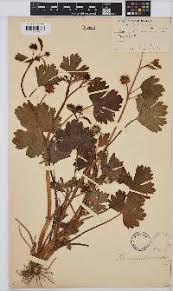 Image result for Ranunculus volkensii