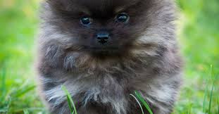 Le prix d'un spitz nain chiot depent leur age et leur grandeur. Spitz Allemand Caractere Sante Alimentation Prix Et Entretien
