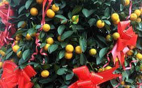 But because of the pandemic, many cities have downsized or canceled their festivities. Where To Buy Chinese New Year Plants In Singapore Little Day Out