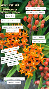 Parts of the flower and their functions. Online Plant Identification Classes Nc State Extension