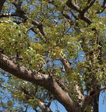 Image result for Schinziophyton rautanenii