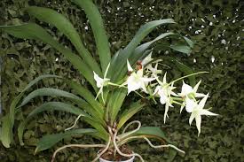 Image result for Angraecum