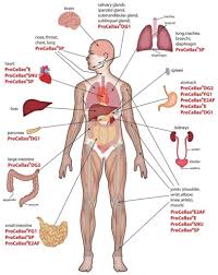Adjusts metabolic activity and energy use by the body 3. Human Body Organs Diagram From The Back Koibana Info Human Body Organs Human Body Anatomy Body Anatomy Organs