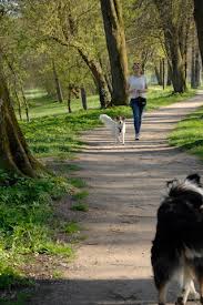 Dabei können sie viele fragen direkt klären. Hundebegegnungen An Der Leine Lumpi4 De Hundemagazin