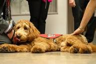 Clifton Public Schools' therapy dog, Chewie, turns 1: Photos