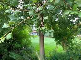Ob sie sich gegen einen hohen baum an der grundstücksgrenze wehren können, hängt davon ab, wie nahe dieser an der grenze steht, was die vorschriften zur grenzbebauung in ihrem bundesland dazu aussagen und ob sie ihren anspruch rechtzeitig geltend machen. 8 Gartenbaume Die Gut Mit Dem Klimawandel Zurechtkommen