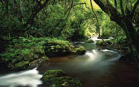 Stream In The Jungle African Jungle Knysna Mpumalanga