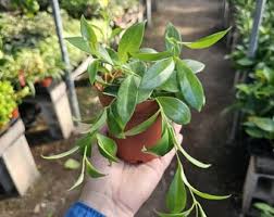 Image result for Ceropegia rendallii