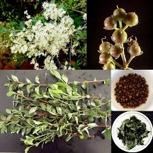 Image result for Lawsonia inermis