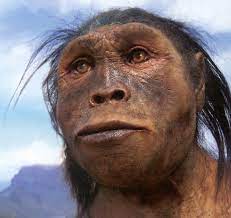 Sapiens is the only surviving species of the genus homo. The 7 Homo Species Close To Present Humans That Existed On The Earth