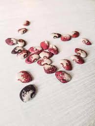 Image result for Phaseolus lunatus