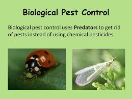 Natural pest control methods employ biological materials to manage and reduce pest these organisms are raised and released in large numbers, in order to biologically fight pest infestations. Which Image Is The Odd One Out Title Lo Biological Control Know What A Pest Is Describe What Is Meant By A Pesticide Know What Biological Control Ppt Download