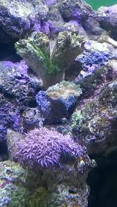 See more of dead coral collectors on facebook. Fish4u Hashtag On Twitter