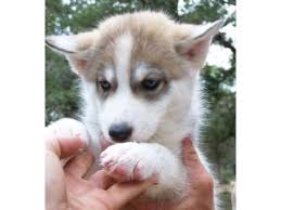 Use the options below to find your perfect canine companion! Siberian Husky Puppies In Texas