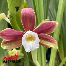 Image result for Phaius occidentalis