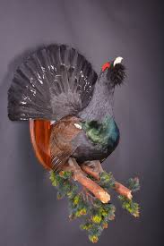 Excited To Share The Latest Addition To My Etsy Shop Real Taxidermy Stuffed Sapercaillie Grouse Bird New Hunting Trophy Sc Taxidermy Zoology Types Of Animals