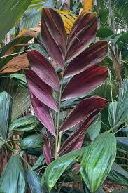 Image result for Pachystachys