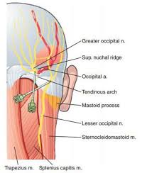 Occipital Nerve Block Occipital Nerve Block Occipital Occipital Neuralgia