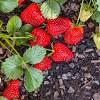 The cindy margurita strawberry and basal / try this margarita recipe mix tequila with lime mix then swirl in an outshine strawberry fru. Https Encrypted Tbn0 Gstatic Com Images Q Tbn And9gcrrinf9025e2b5nxqr8mr438l9vvab89 Cdpqhkcpkk96iwj1ju Usqp Cau