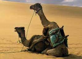 Could have married that plate of harees. Sex And Asymmetry How The Camel Got Its Penis New Scientist