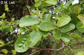 Image result for Antidesma