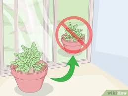 May 06, 2021 · to revive a dying aloe vera plant, start by carefully removing it from the pot it's in. 3 Ways To Keep Your Plants From Dying Wikihow