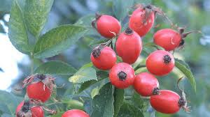 Miaira jennings diy mason jar herb garden. Everything You Need To Know About Rosehips