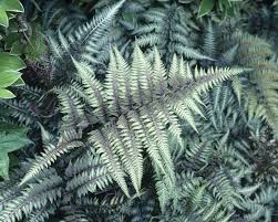 Image result for Athyrium annae