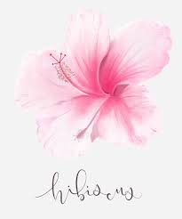 Hibiscus Doodles And Handlettering Hibiscus Drawing Flower Quotes Doodle Art Posters