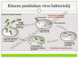Nota Sains Tingkatan 5 Bab 1 Nota Cikgu Shu In 2020 Bab Study Notes Bacteria