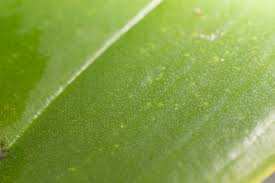 They give off a vapor that eliminates spider mites, but it can also affect you. False Spider Mites Koppert