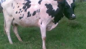 Miniature cows cost $1,800 to $3,500 depending on the size, markings and color. How Much Does An Animal Cost