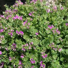 Image result for Polyspatha paniculata