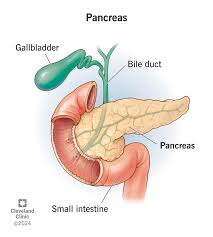 Image result for pancreas location