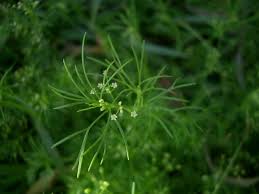 Image result for Apium leptophyllum