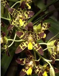 Image result for Ansellia