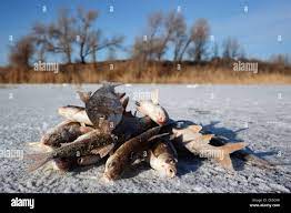 Vobla (also spelled wobla) is a Russian word for Caspian roach (Rutilus  rutilus caspicus Stock Photo - Alamy