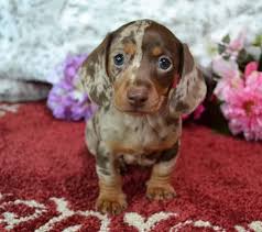 Black And Cream Dachshund Short Hair Mini Dachshund Puppies For Sale Black Tan Doxie Breeder Short Hair Pups Dachshund Puppies For Sale Dachshund Puppies Mini Dachshund